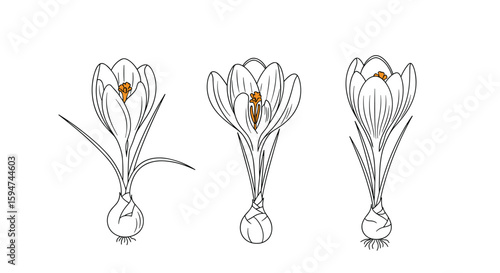 Detailed botanical illustrations of spring blooming crocus flowers growing from bulbs showing delicate petals stamens and leaves