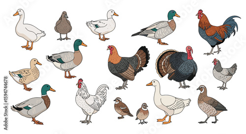 Diverse collection of farm poultry and birds in a charming illustrated array