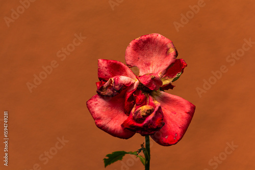 red and white orchid