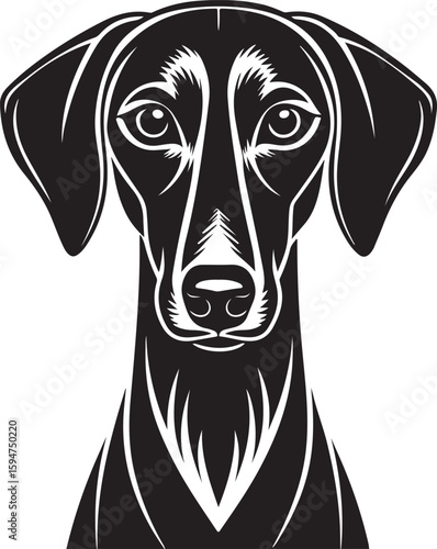 Azawakh dog head black vector silhouette canine animal