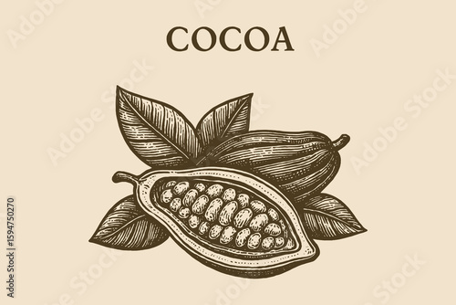 Cocoa pod with beans woodcut engraving style vector illustration