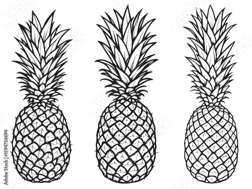 pineapple fruit outline vector drawing
