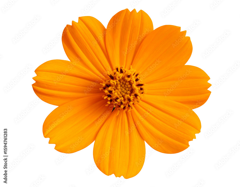 Obraz premium Top View of a Bright Orange Tithonia Flower with Yellow Center, Transparent PNG”