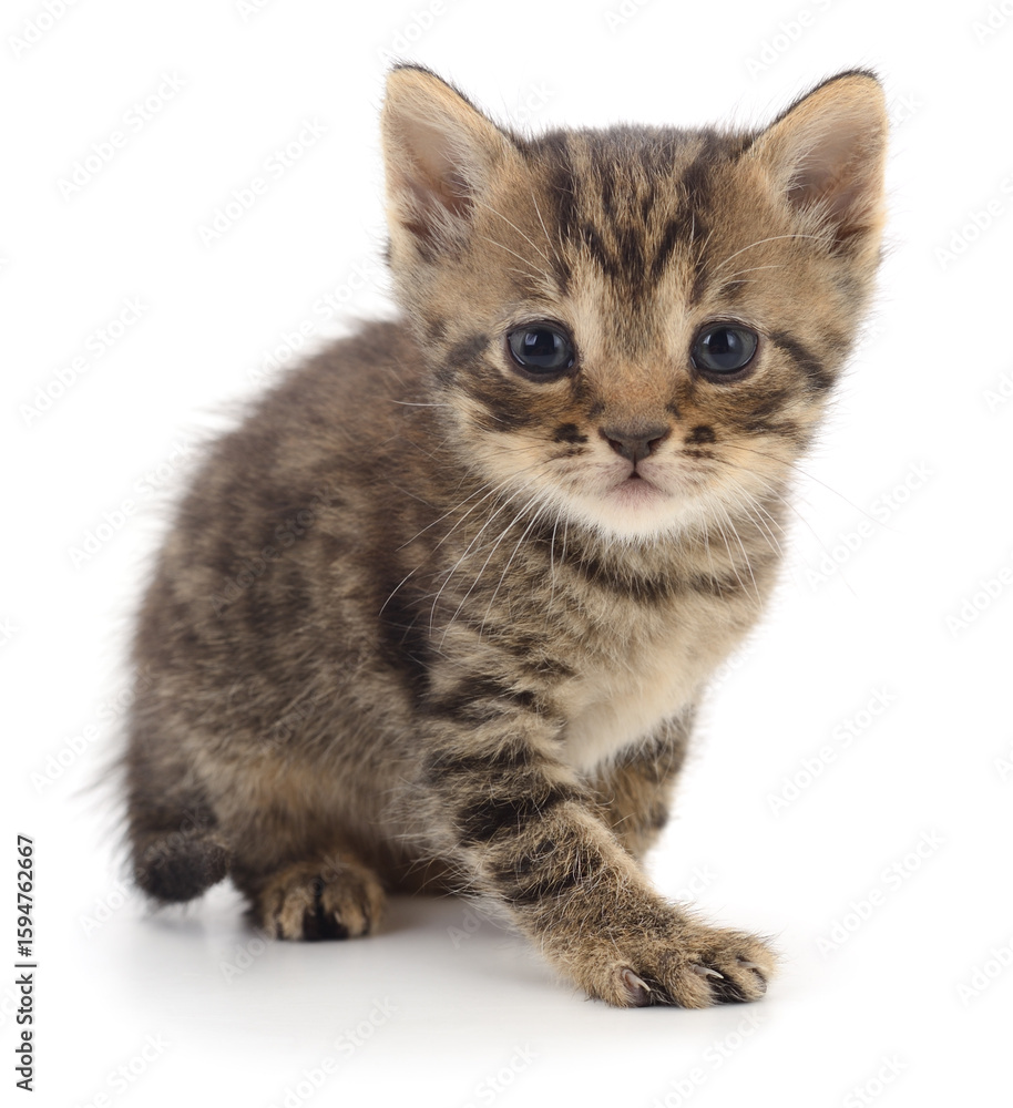 Fototapeta premium Kitten on white background.