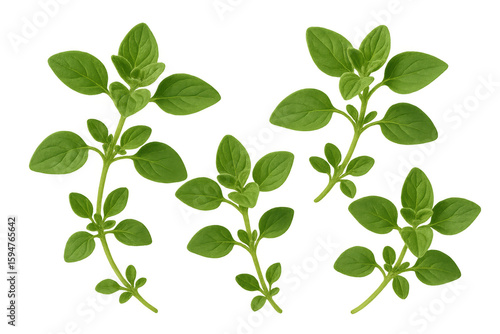 Wallpaper Mural Five sprigs of fresh oregano, isolated on a transparent background, ready to add flavor to any culinary creation Torontodigital.ca