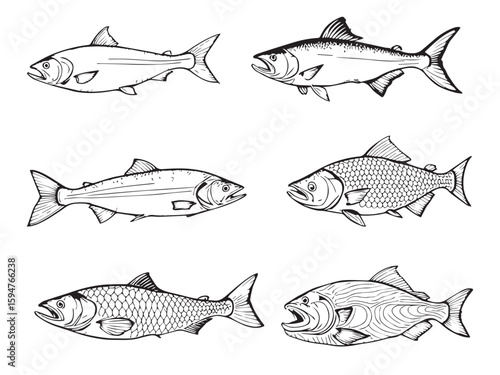 Salmon fish line art illustration