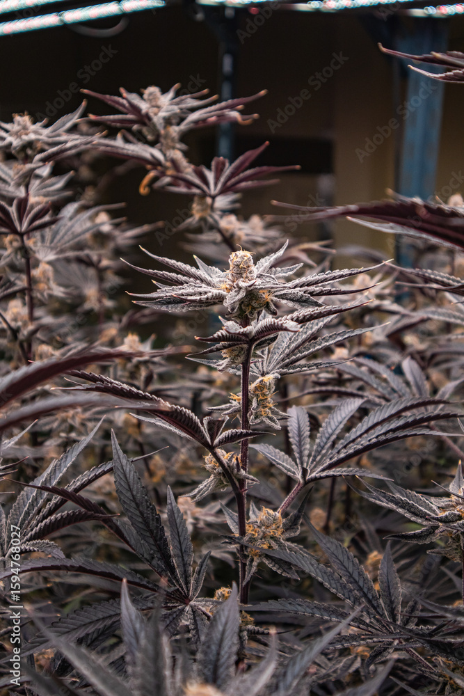 Obraz premium Cannabis, Weed, Marijuana plants growing in indoor farm