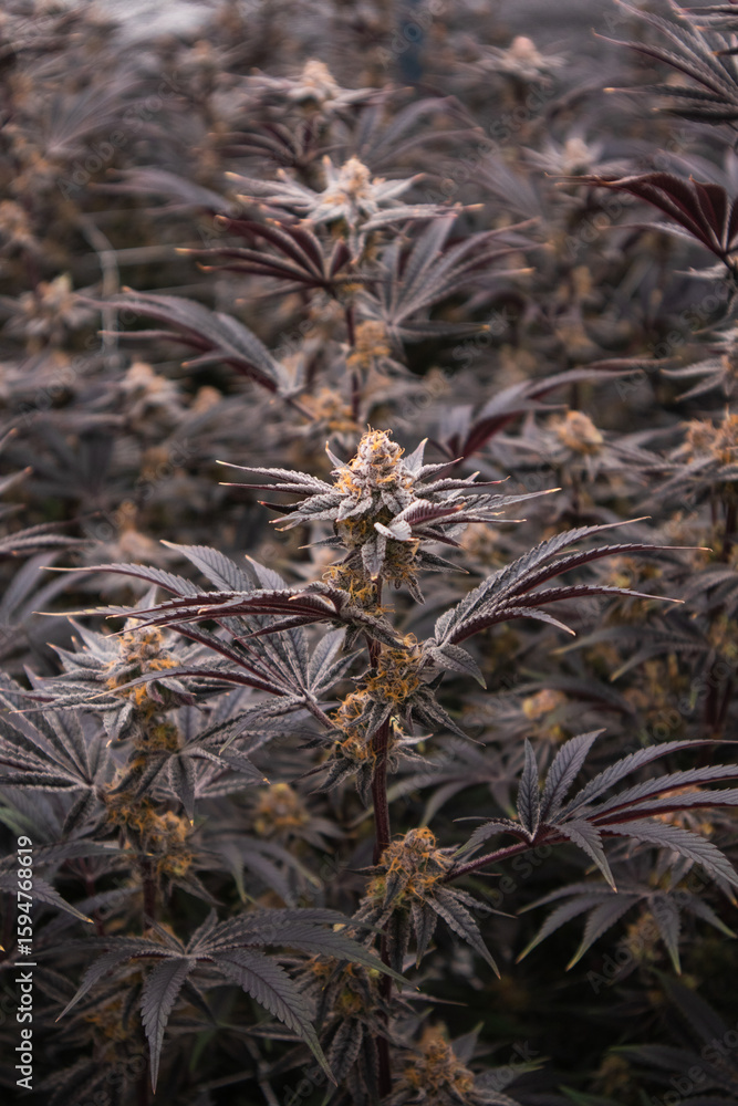 Obraz premium Cannabis, Weed, Marijuana plants growing in indoor farm