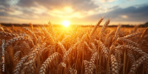 Golden ears of wheat swaying gently sunlit field, their grains full and ripe, creating a sense of abundance and harvest season