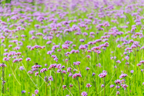 Verbena bonariensis flowers, Argentinian Vervain or Purpletop Vervain, Clustertop Vervain, Tall Verbena, Pretty Verbena, in garden