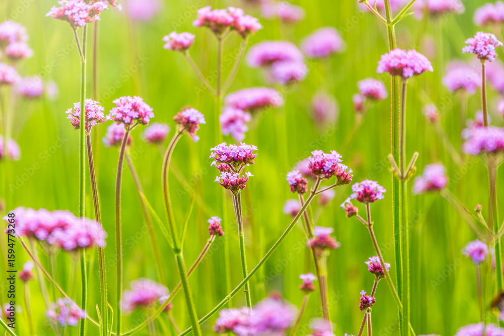 Verbena bonariensis flowers, Argentinian Vervain or Purpletop Vervain, Clustertop Vervain, Tall Verbena, Pretty Verbena, in garden Verbena bonariensis flowers, Argentinian Vervain or Purpletop Vervain, Clustertop Vervain, Tall Verbena, Pretty Verbena, in garden