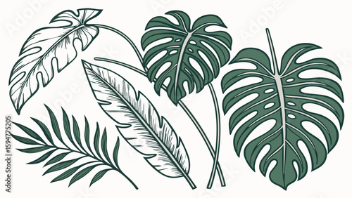 Detailed hand drawn green tropical leaves vector set. Exotic jungle foliage illustration featuring Monstera, palm, and banana leaf designs. Botanical art.
