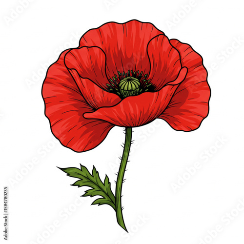 Detailed botanical drawing of a red poppy flower, perfect for scalable design elements in floral themes or nature-inspired graphics.