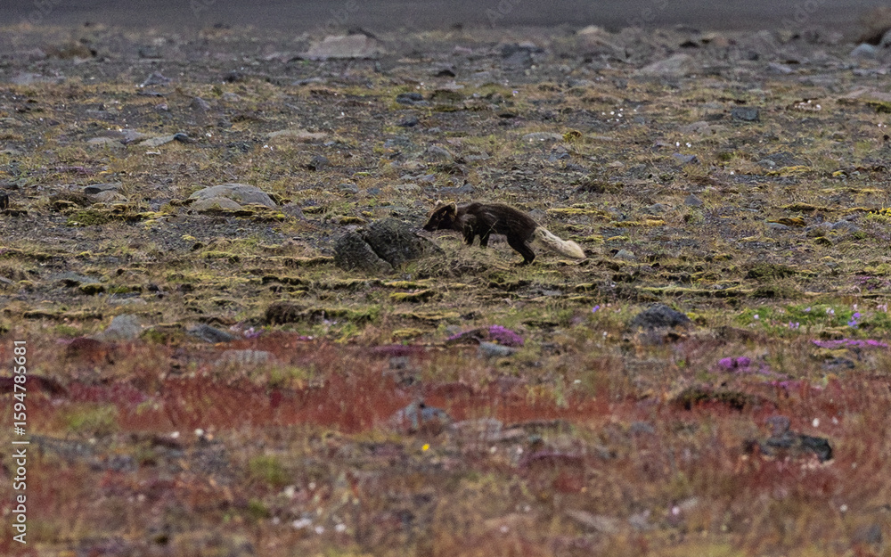 Fototapeta premium Arctic fox in the volcanic landscape of Iceland