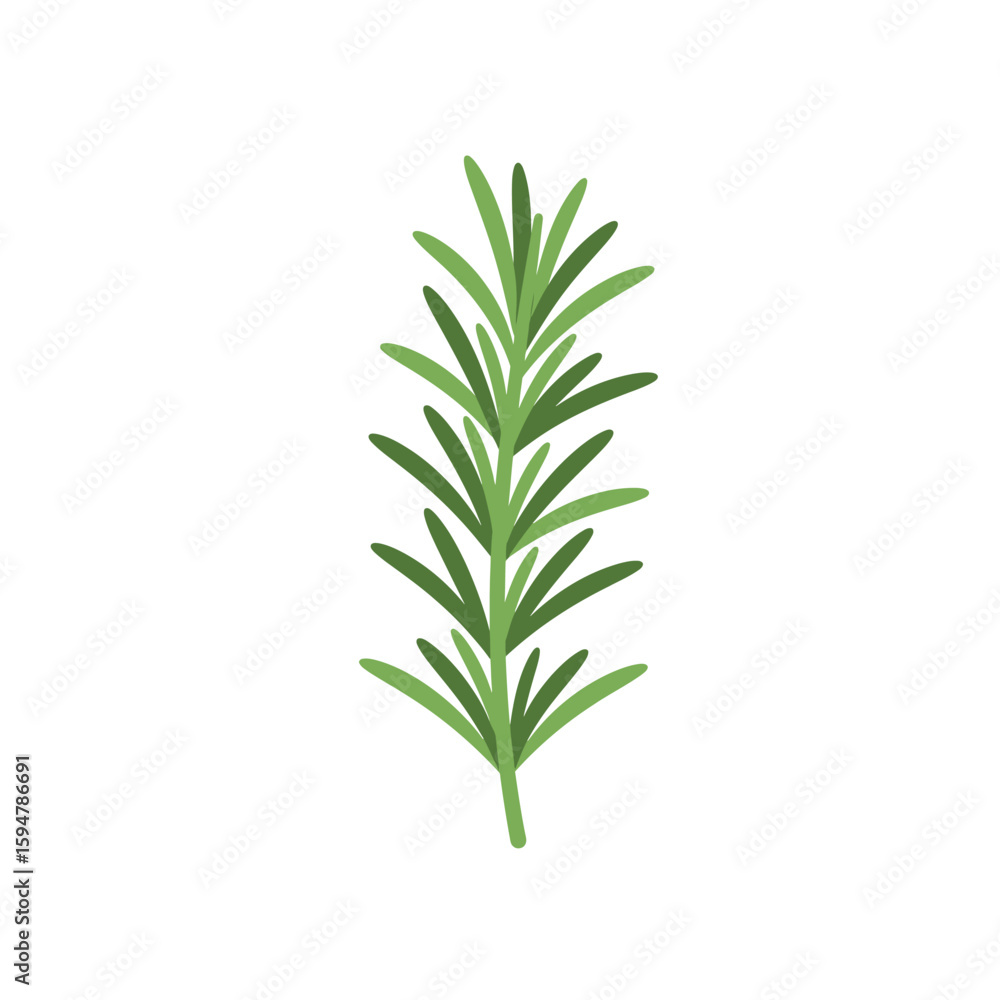 Fototapeta premium Illustration of Rosemary Sprig