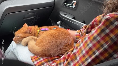 Red cat sleeping in the car. Journey, vacation, trip with pets. 