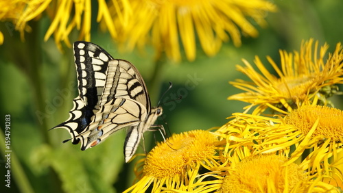 Schwalbenschwanz auf einer Blüte
