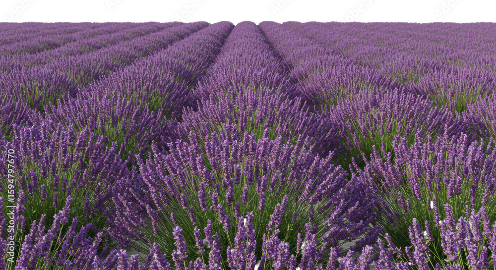 Obraz premium Vast field of blooming lavender flowers with vibrant purple florets on green stems, captured in an ultra photorealistic slightly high angle shot against a transparent background with no shadows,