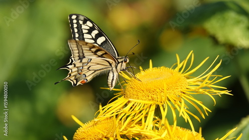 Schwalbenschwanz auf einer Blüte