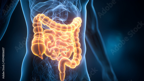 Wallpaper Mural 3D Illustration of Human Digestive System Torontodigital.ca