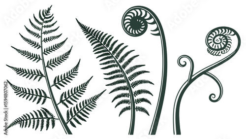 Highly detailed botanical illustration of various fern fronds and unfurling fiddleheads, black and white vector art for natural plant designs.