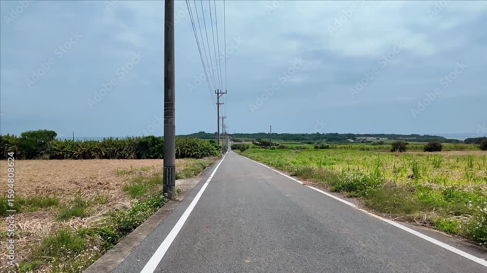 両側にサトウキビ畑が広がる小浜島のシュガーロード 両側にサトウキビ畑が広がる小浜島のシュガーロード