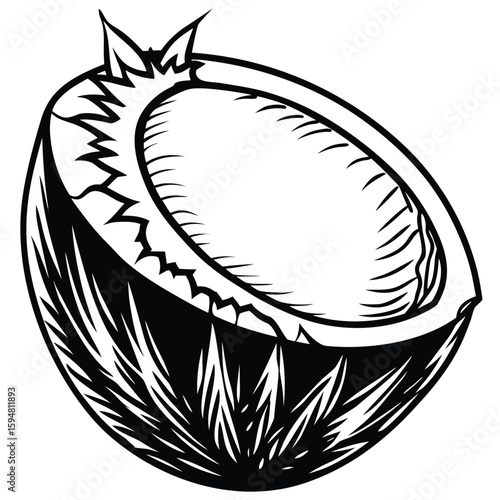 Vector art of a detailed illustration of a halved coconut, isolated on a white background