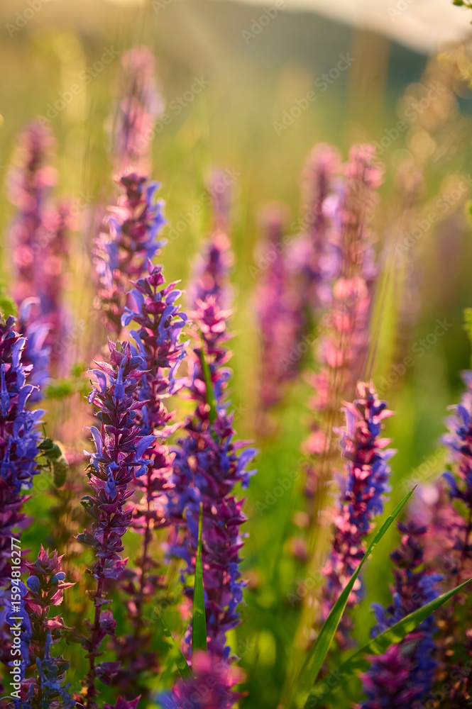 Obraz premium Purple sage flowers blooms in the summer meadow.