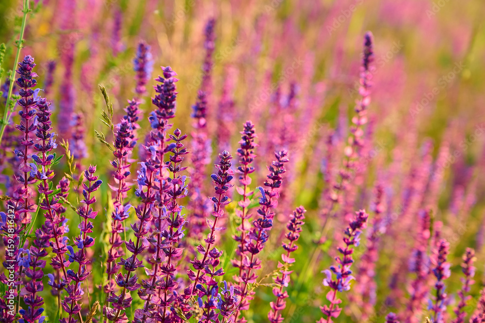 Obraz premium Purple sage flowers blooms in the summer meadow.