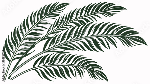 Elegant dark green palm leaves vector illustration, four stylized tropical fronds fanned out, natural botanical graphic design element for any use