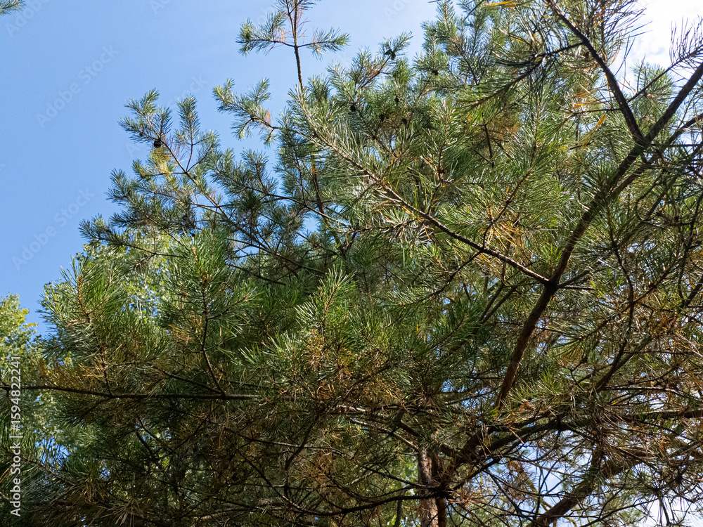 Obraz premium bright video with pine tree. sunny video of tall pine tree. branches and needles of coniferous tree. video 4k 60 frames. Beautiful aerial view of sunlight and tree in nature with blurred background.