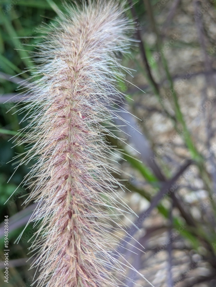 Obraz premium Close-up of a fluffy pink and white ornamental grass flower spike with fine bristles glowing in natural light, set against a blurred background of purple-green foliage.