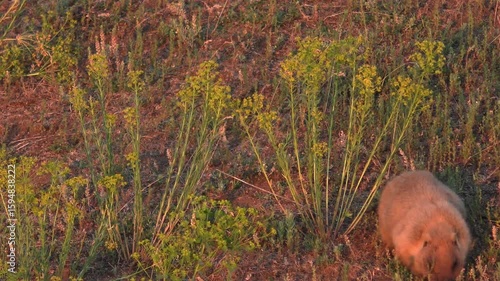 Sunset is one of the favorite times for feeding steppe marmots, medium shot.