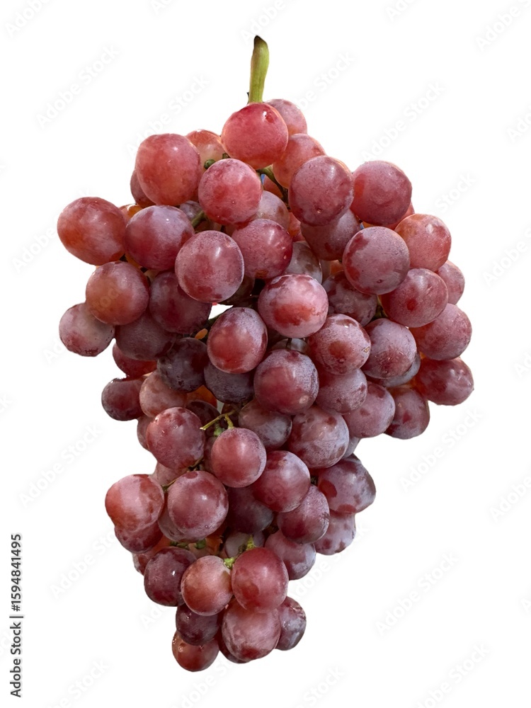 Fresh Grape Bunch on White Background
The image highlights the natural texture, color, and freshness of the fruit, ideal for use in food advertising, packaging, or healthy lifestyle content. Fresh Grape Bunch on White Background
The image highlights the natural texture, color, and freshness of the fruit, ideal for use in food advertising, packaging, or healthy lifestyle content.