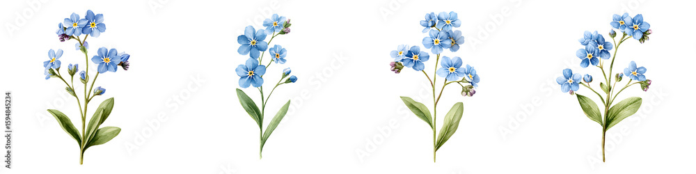 Obraz premium Watercolor Forget-Me-Not Flowers: Delicate Floral Botanical Illustrations Set