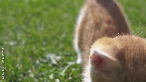Cute Kitten Chasing Camera in Sunny Backyard, Playful Cat in Green Grass