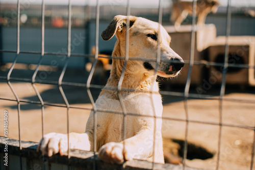 A playful and eager dog peeks out from behind a fence at a shelter, eagerly seeking attention and affection