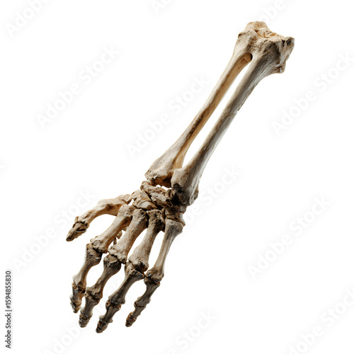 Human forearm and hand skeleton isolated on a transparent background