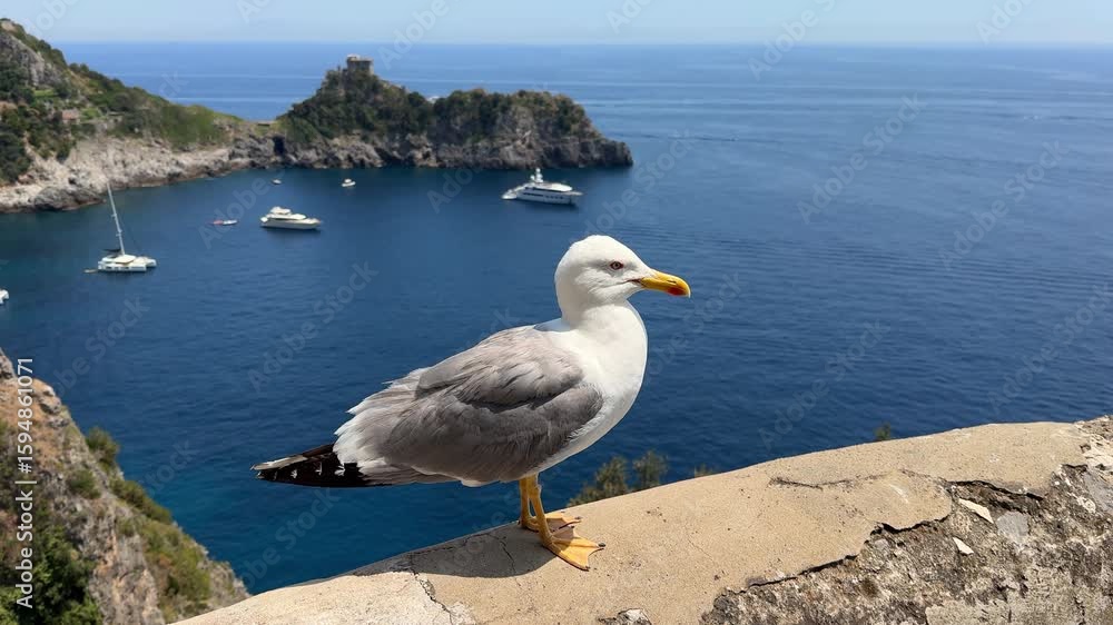 Close-up drone view of a seagull resting on a stone parapet high above the Amalfi Coast, with the Tyrrhenian Sea and yachts glimmering below in the Gulf of Salerno, Italy Close-up drone view of a seagull resting on a stone parapet high above the Amalfi Coast, with the Tyrrhenian Sea and yachts glimmering below in the Gulf of Salerno, Italy
