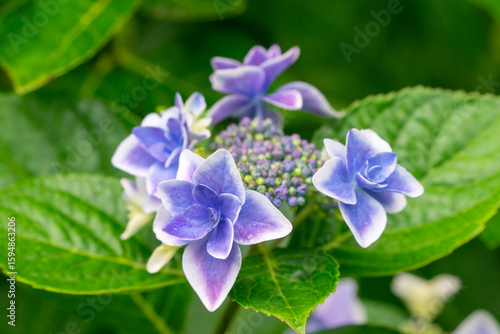 紫陽花