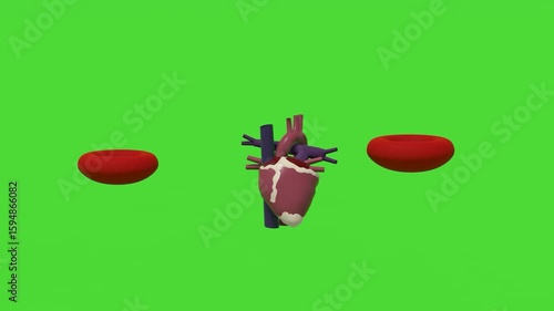 3D rendered human heart with red blood cells against a green screen. Ideal for medical, scientific, and health education content for compositing.