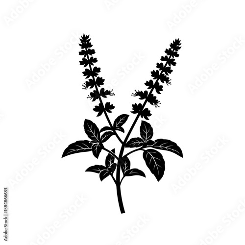 Illustration of a black holy basil plant silhouette