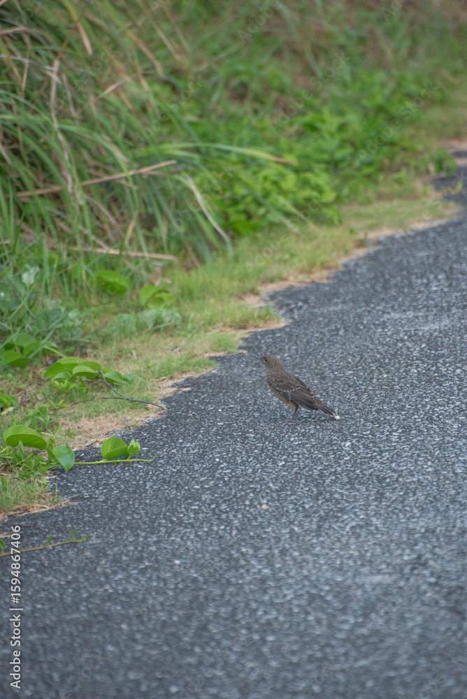 Obraz premium 沖縄 宮古島 野鳥