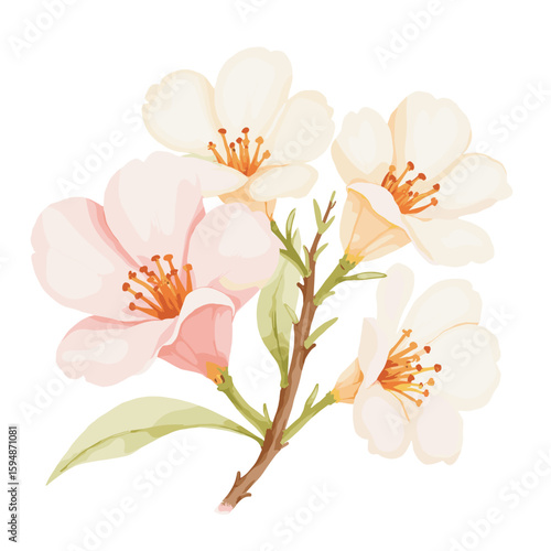 Delicate watercolor cherry blossom branch with soft pink and white flowers against clean white background for elegant spring greeting card