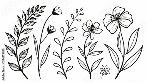 Highly detailed hand drawn botanical floral elements set black and white line art sketch collection of various plants leaves and delicate flowers for design projects