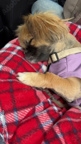 dog lying in bed riding in the car with her owner. traveling with pets