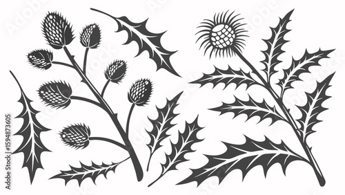 Vintage thistle plant vector set. Botanical illustration of wild thorny flowers and leaves. Floral design elements collection.
