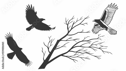 Black and white silhouette of eagles flying around a bare tree. Wild birds of prey in flight, nature wildlife scene.