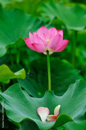 blossoming lotus flowers