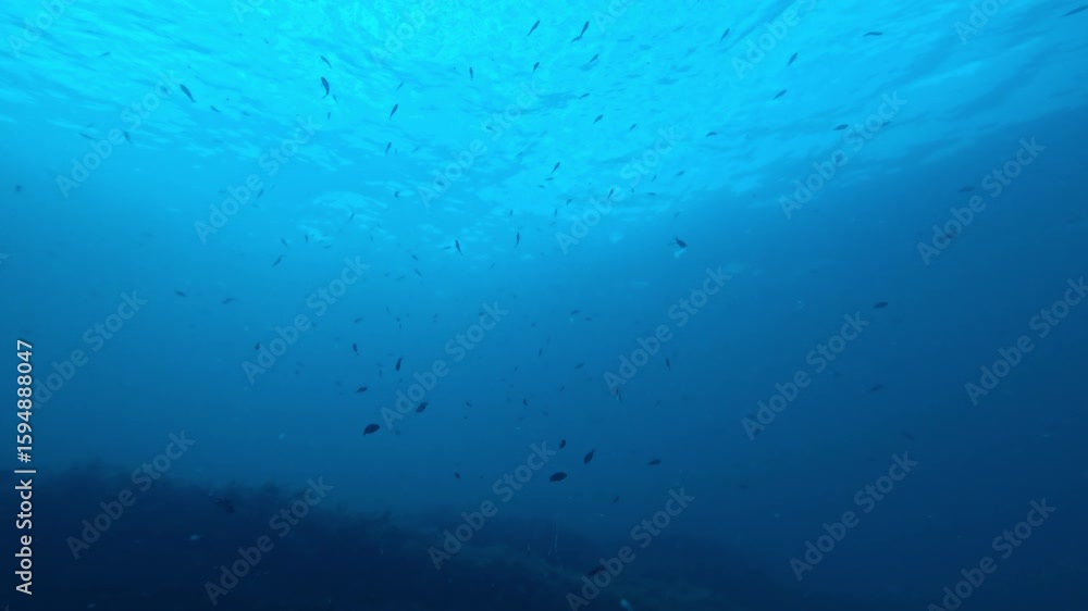 Underwater sea life with school of fish in blue transparent sea Underwater sea life with school of fish in blue transparent sea